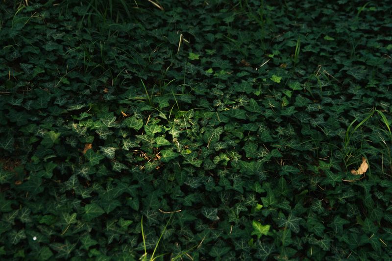 You're Planting Dense Ground Cover In Problem Areas
