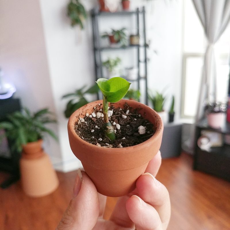 ZZ Plant (Zamioculcas zamiifolia)
