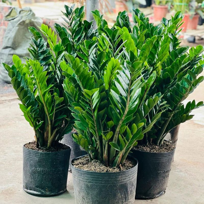 ZZ Plant (Zamioculcas zamiifolia)