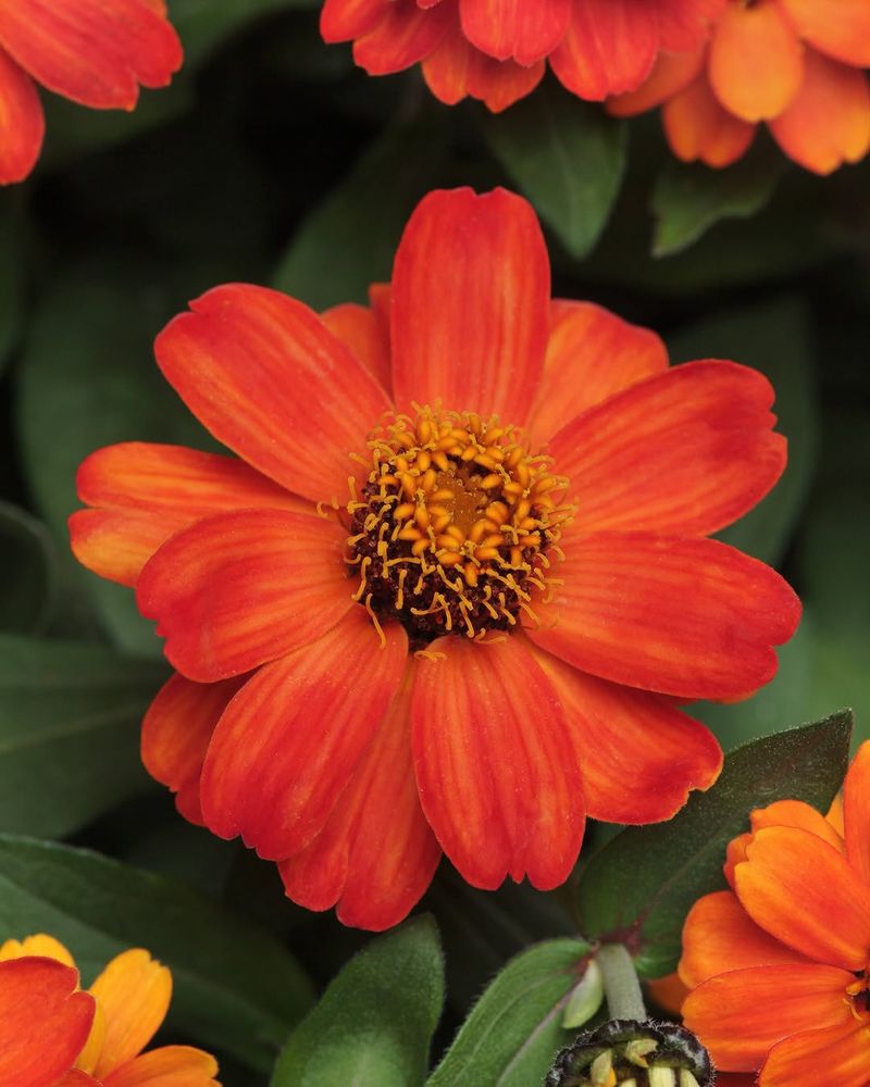Zahara Zinnias Bring Bold Color With Stronger Disease Resistance Zahara Zinnias Bring Bold Color With Stronger Disease Resistance