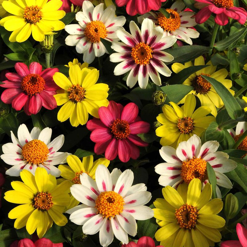 Zahara Zinnias Handle Heat With Less Fuss Zahara Zinnias Handle Heat With Less Fuss