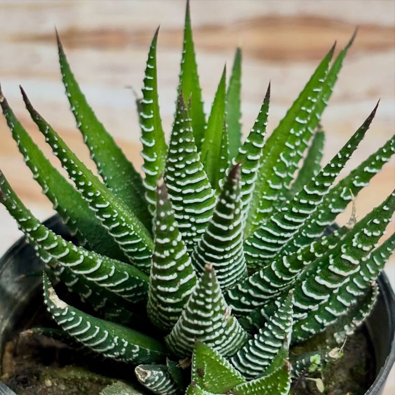 Zebra Haworthia Prefers Bright Indirect Light