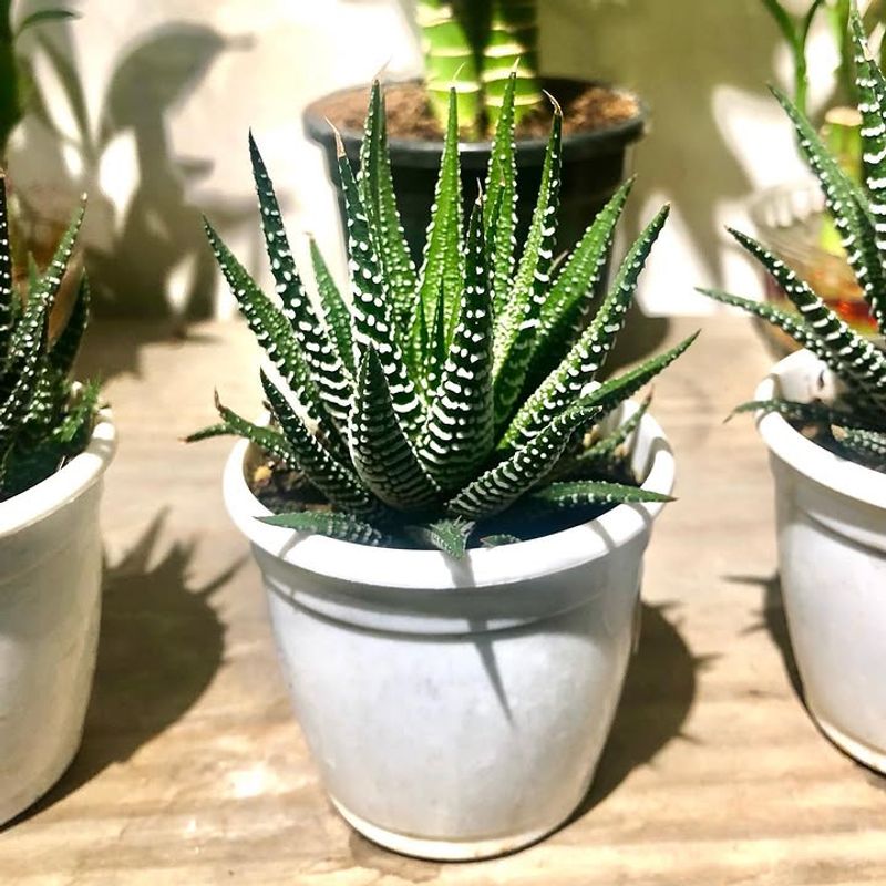Zebra Haworthia Stays Naturally Compact