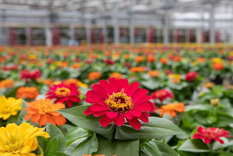 Zinnia Zinnia