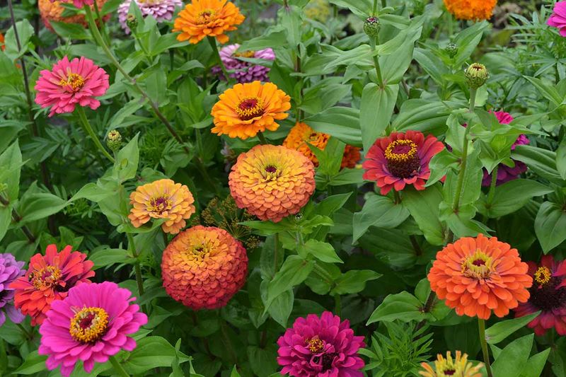 Zinnia