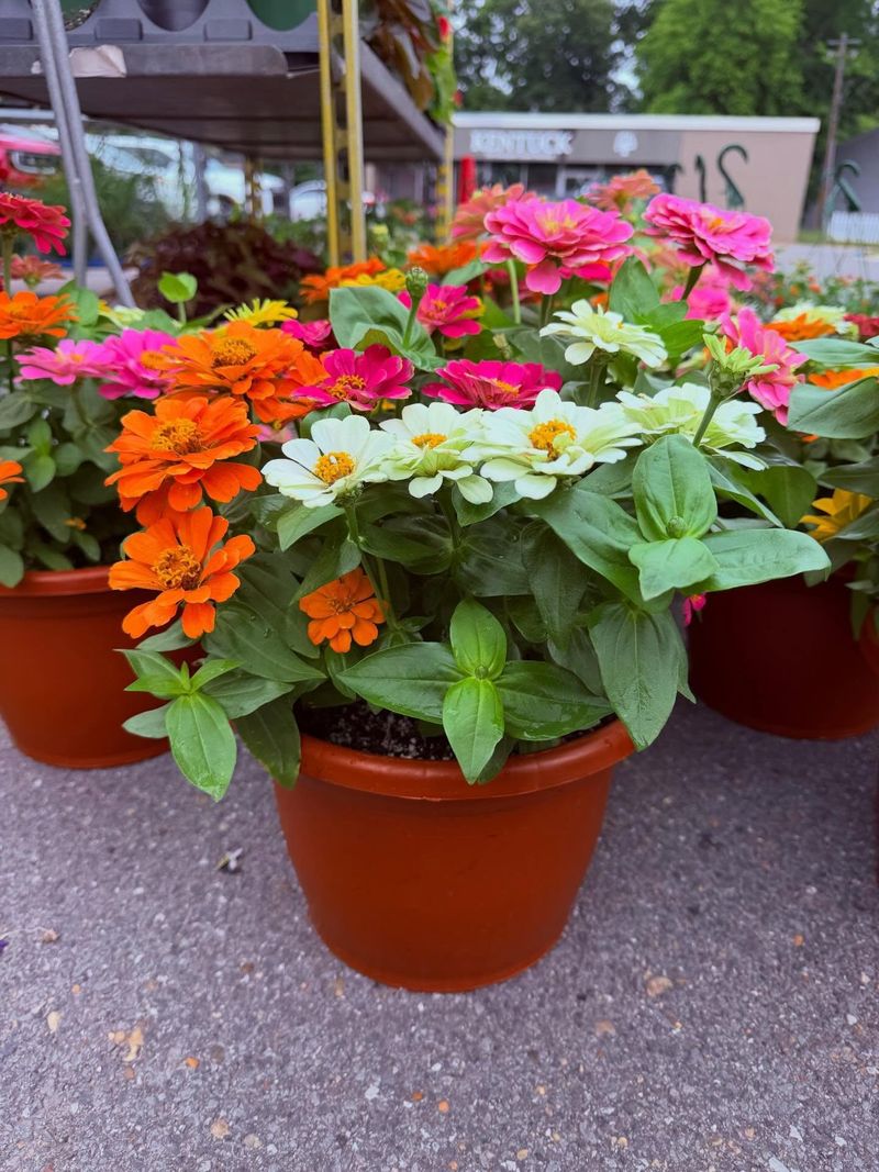 Zinnia