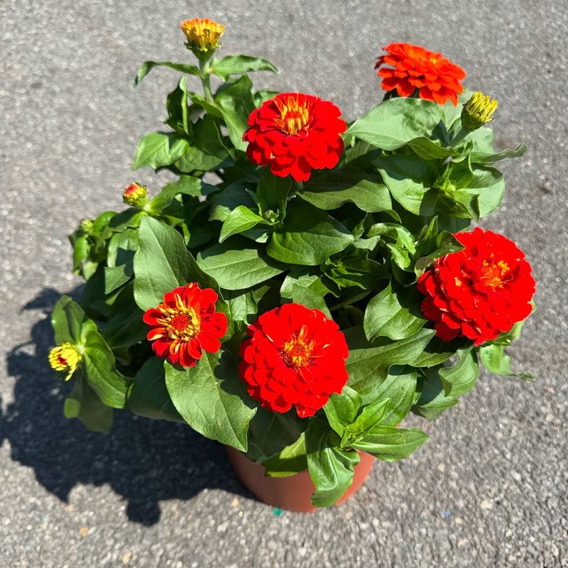 Zinnia
