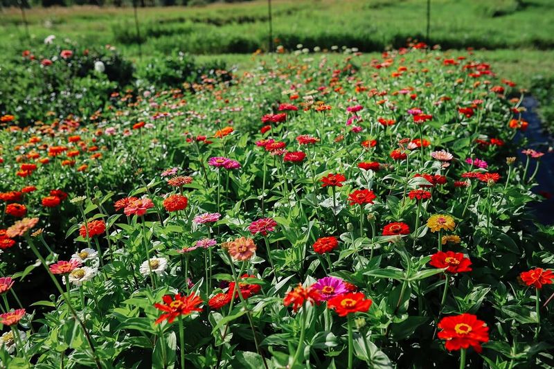 Zinnia Zinnia