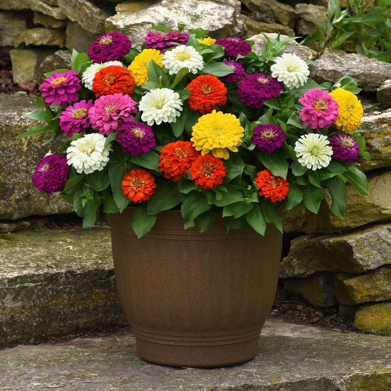 Zinnia Zinnia