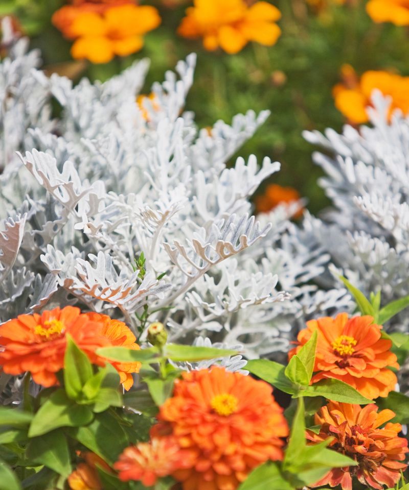 Zinnia + Dusty Miller Zinnia + Dusty Miller