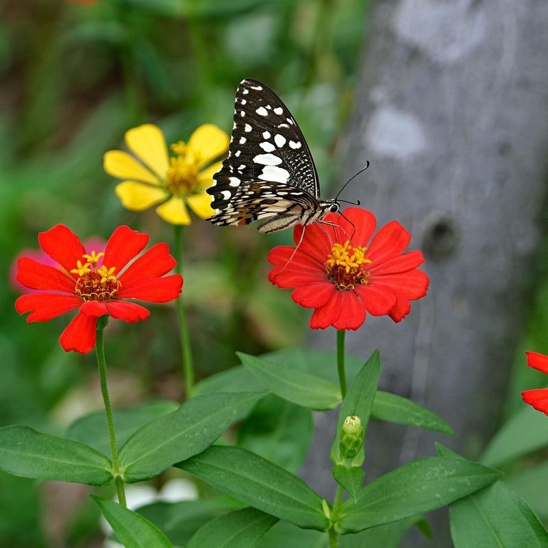 Zinnia Keeps Blooming Through Warm Months