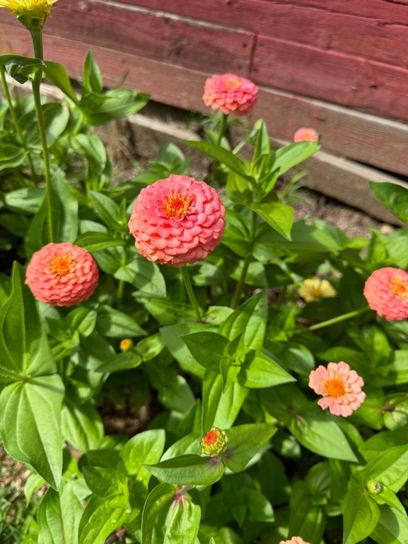 Zinnia Loves Heat And Brings Big Cheerful Color