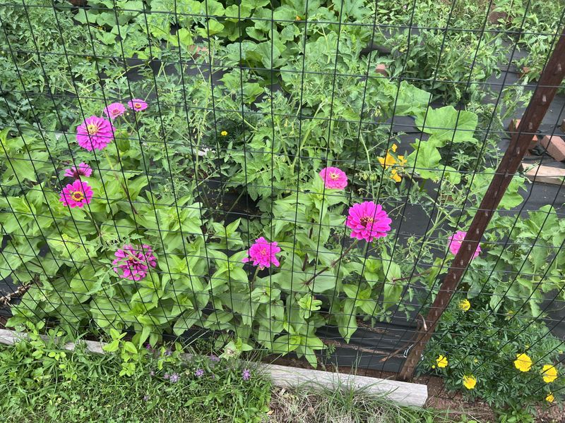 Zinnias