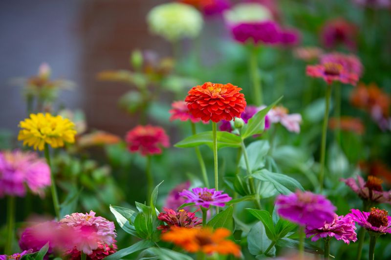 Zinnias