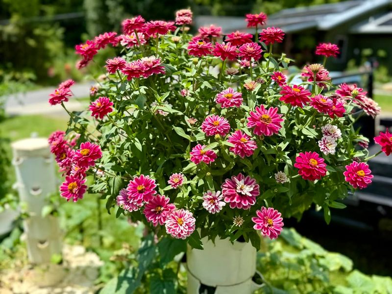Zinnias