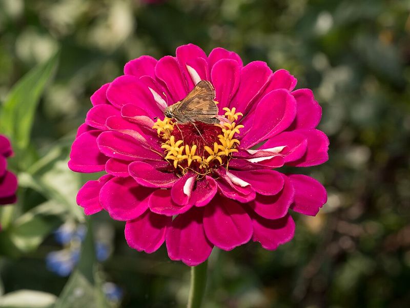 Zinnias Add Bright Color After Spring Flowers Fade