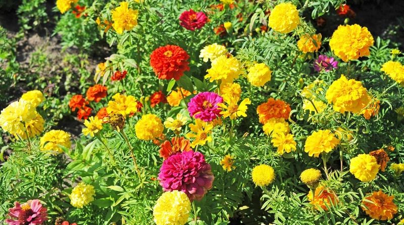 Zinnias And Marigolds Zinnias And Marigolds