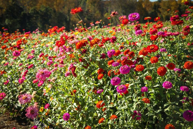 Zinnias Bloom Better With Spent Flowers Removed