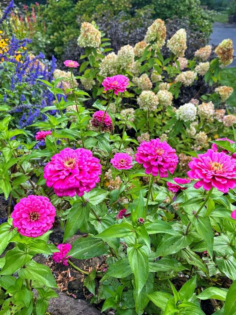 Zinnias Bloom Longer When Gardeners Keep Cutting Flowers