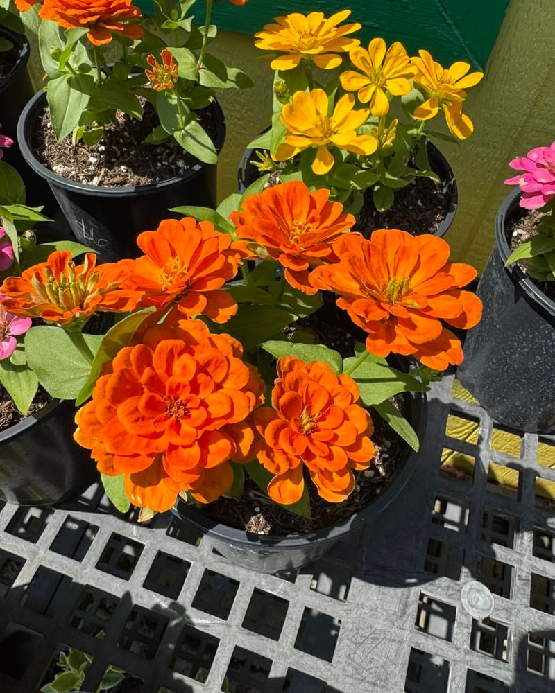 Zinnias Bring Big Color Without Complaining