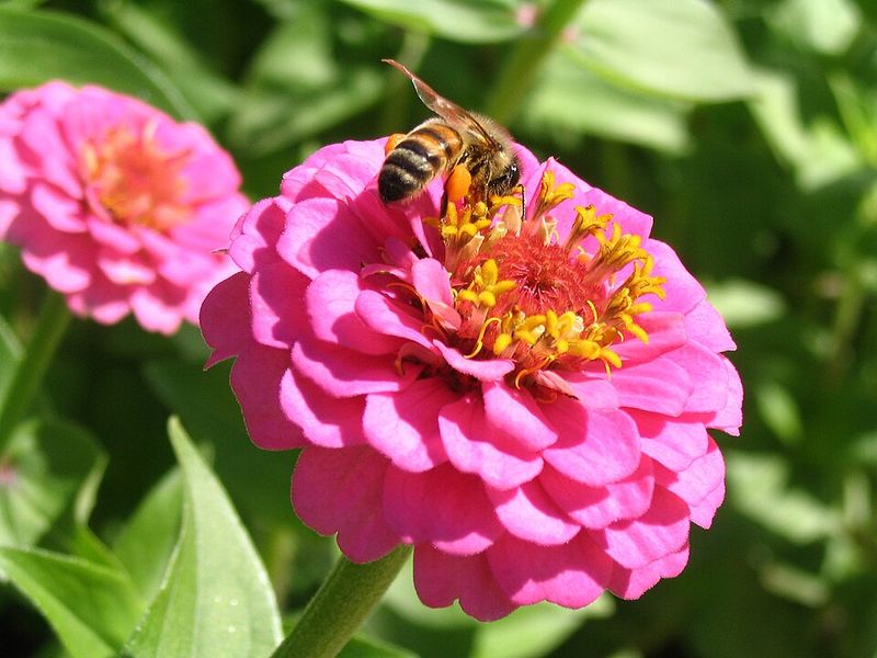 Zinnias Bring Bright Blooms To Sunny Garden Beds