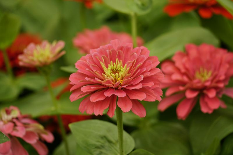 Zinnias Bring Fast Color From Direct Sowing