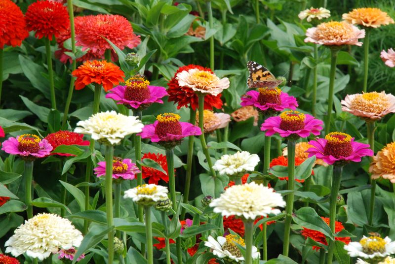 Zinnias Bring Fast Color To Summer Gardens