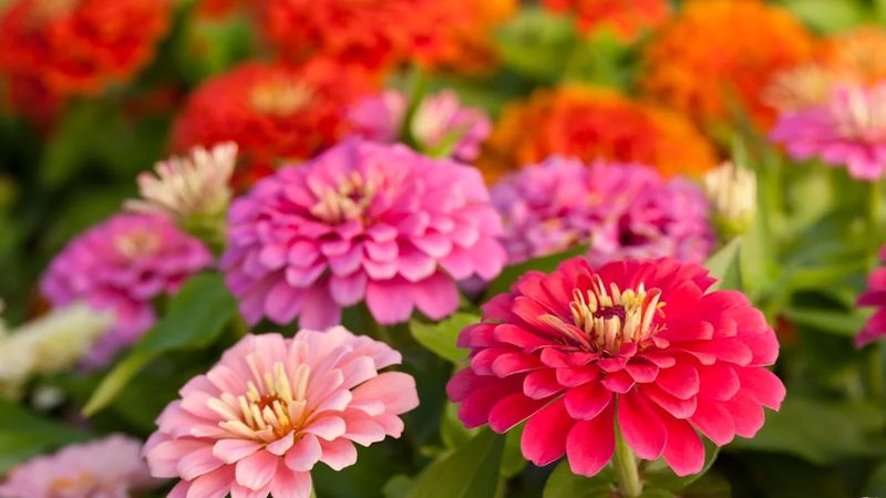 Zinnias Bring Fast Color To Sunny Beds Zinnias Bring Fast Color To Sunny Beds