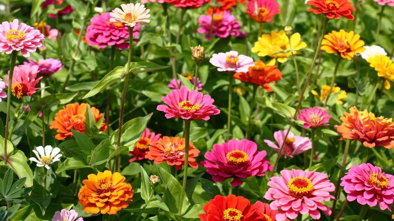 Zinnias Bring Instant Color To Sunny Spots