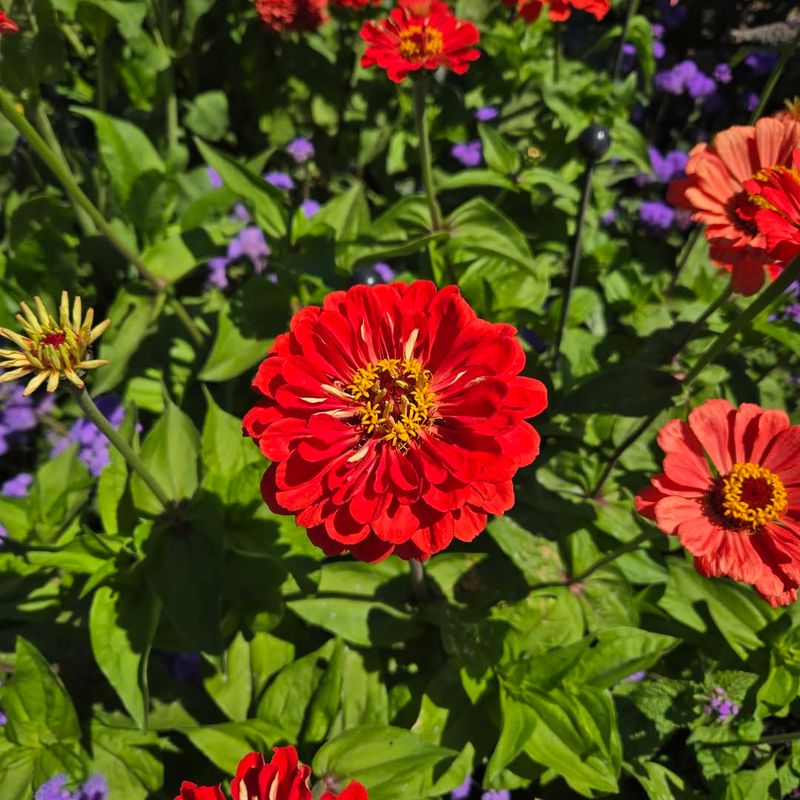 Zinnias Draw More Ladybugs Into Vegetable Gardens