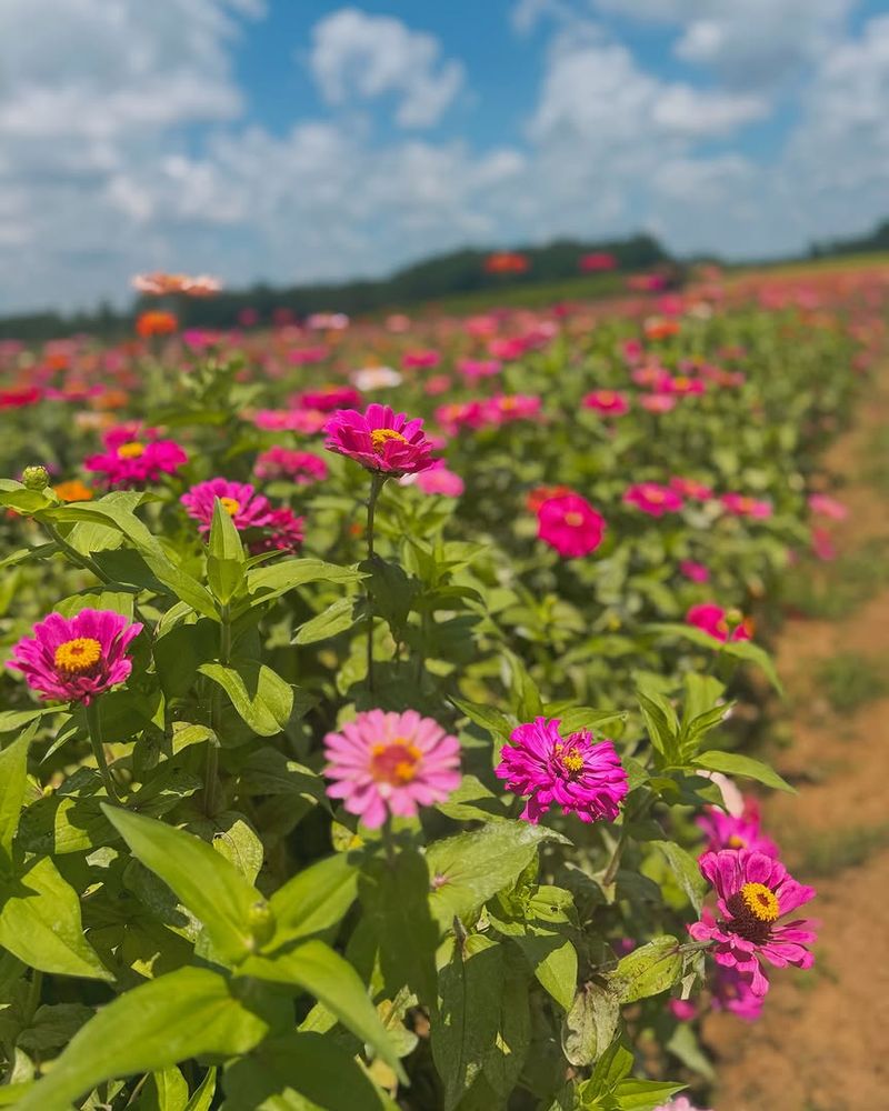 Zinnias Keep Blooming Through Georgia Summer Heat