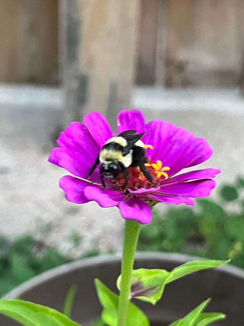 Zinnias Keep Producing Bright Blooms Until Frost Zinnias Keep Producing Bright Blooms Until Frost