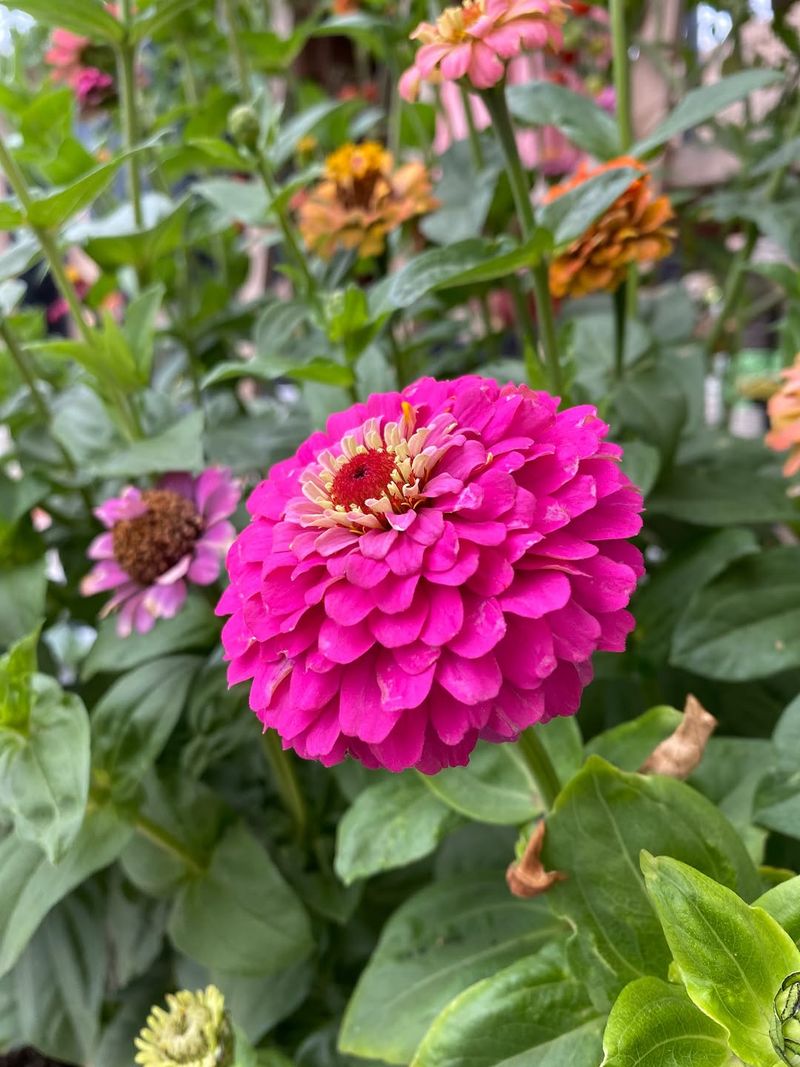 Zinnias Pop Back Up From Last Summer's Blooms