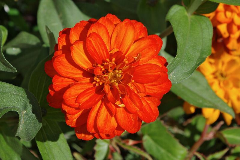 Zinnias Produce More Flowering Stems After Regular Snipping