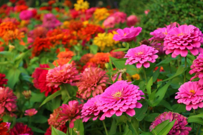 Zinnias Still Have Plenty Of Time To Bloom Beautifully