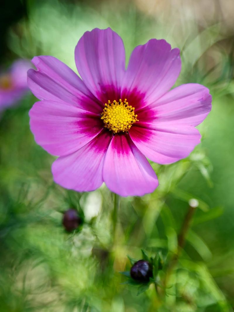 Cosmos