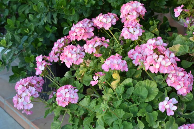 Zonal Geraniums Can Temporarily Stun Japanese Beetles
