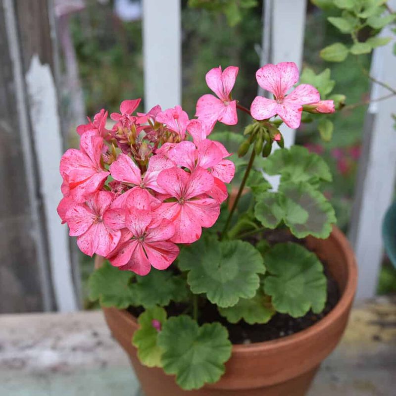 Zonal Geraniums Recover Quickly After Dry Spells