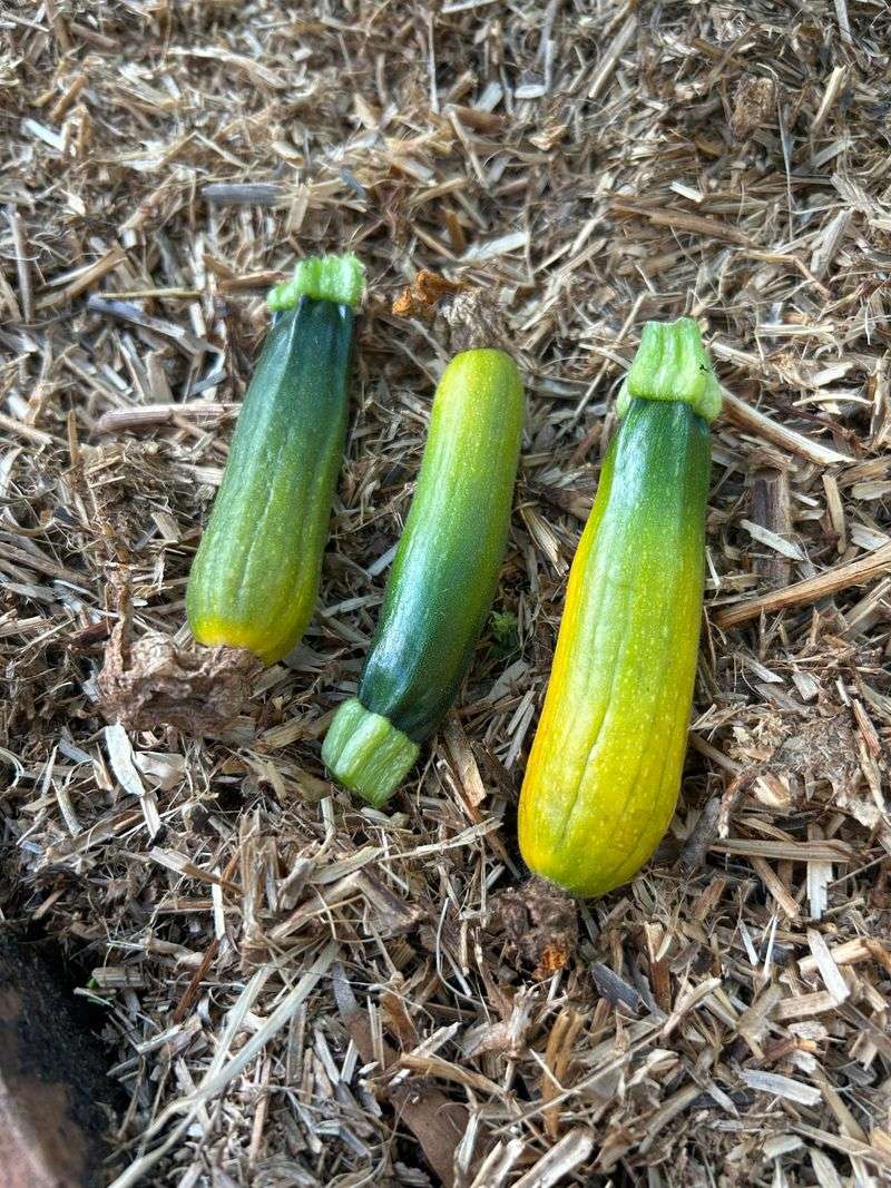 Zucchini