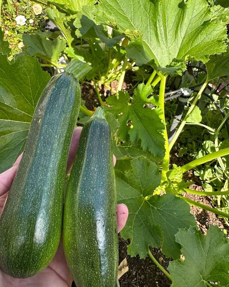 Zucchini