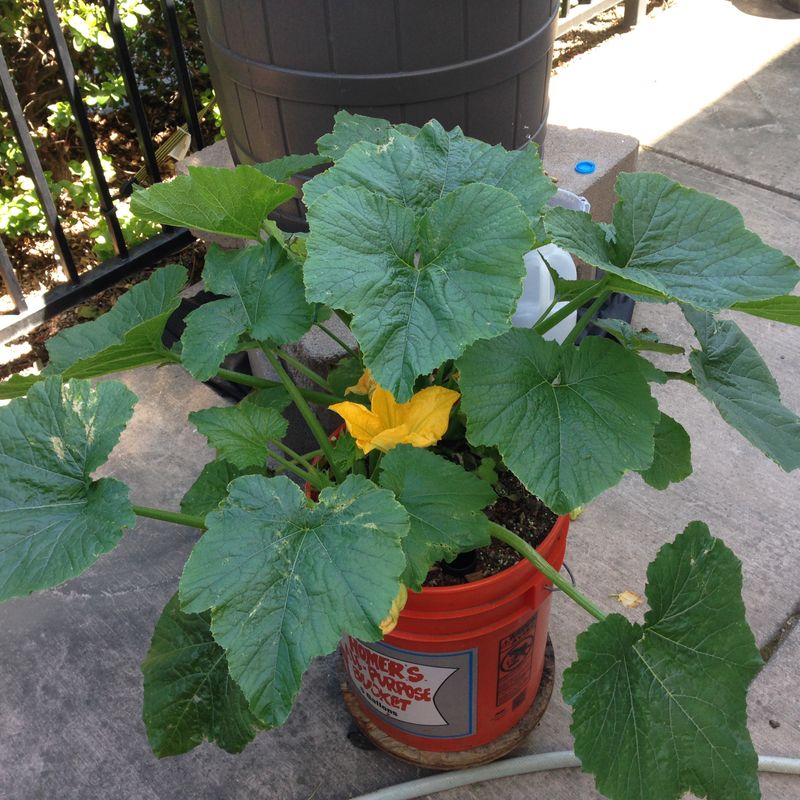 Zucchini Can Grow In Containers If Given Enough Room