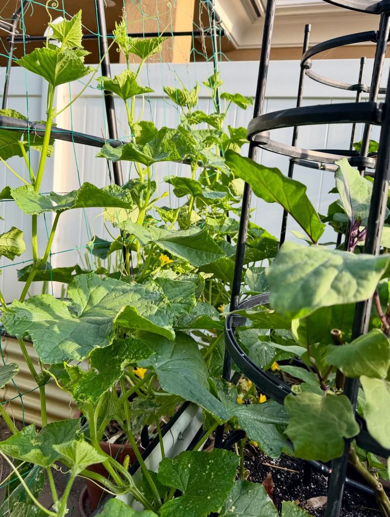 Zucchini Can Overwhelm Cucumber Vines