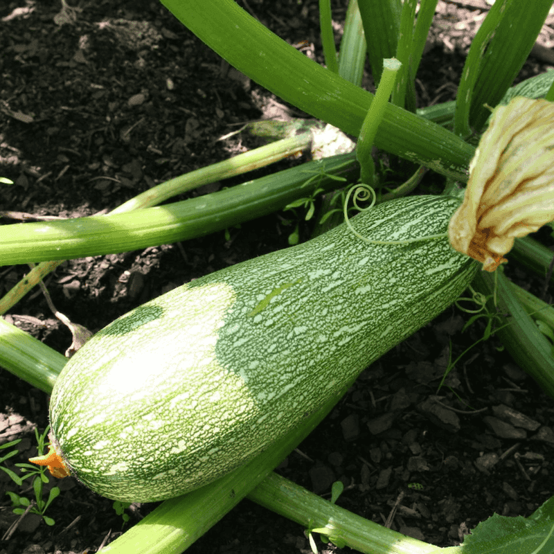 Zucchini Grows Fast In Freshly Opened Beds