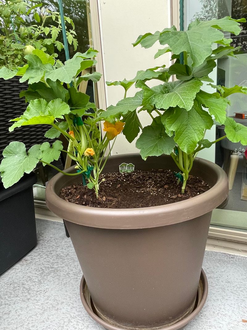 Zucchini Grows Well In Containers Early In The Season