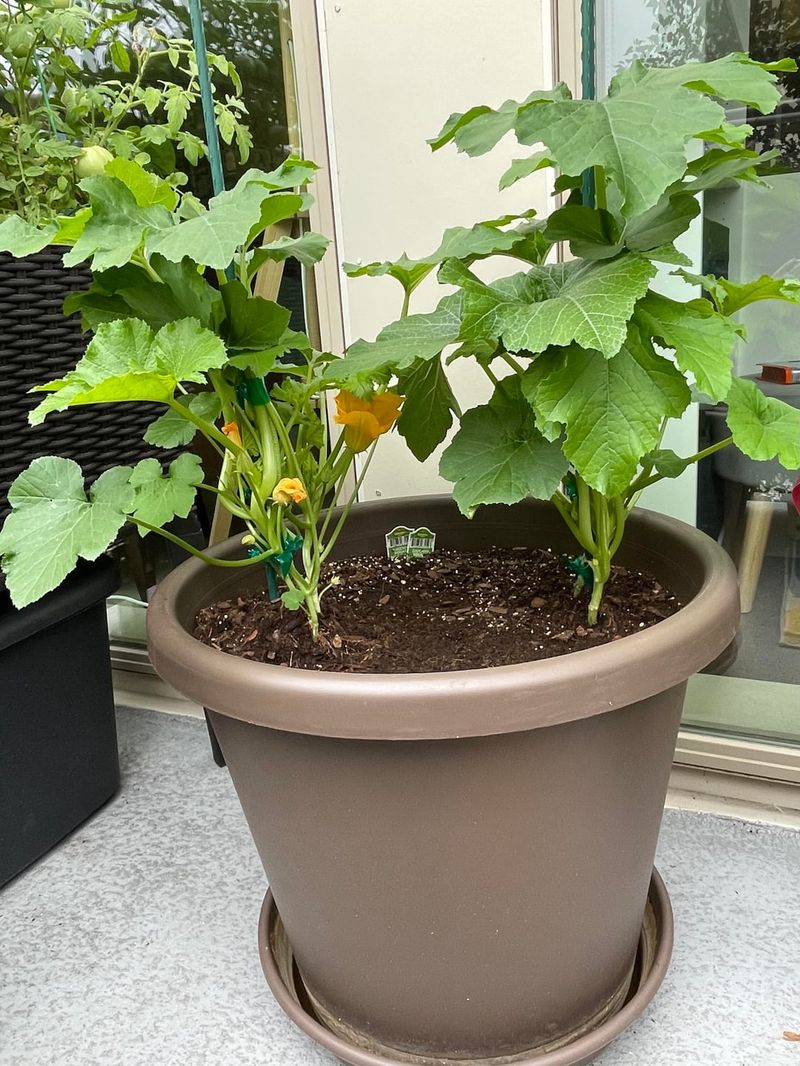 Zucchini Performs More Reliably In Larger Patio Containers Zucchini Performs More Reliably In Larger Patio Containers