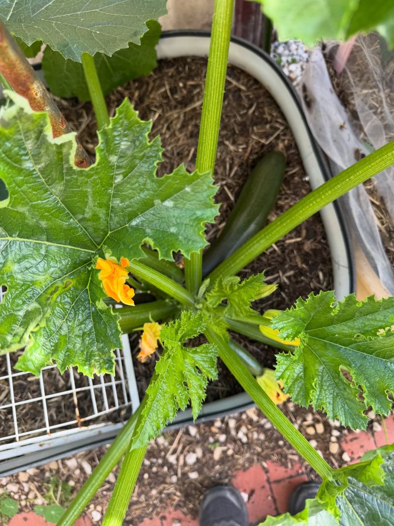 Zucchini Produces Fast From A June Planting
