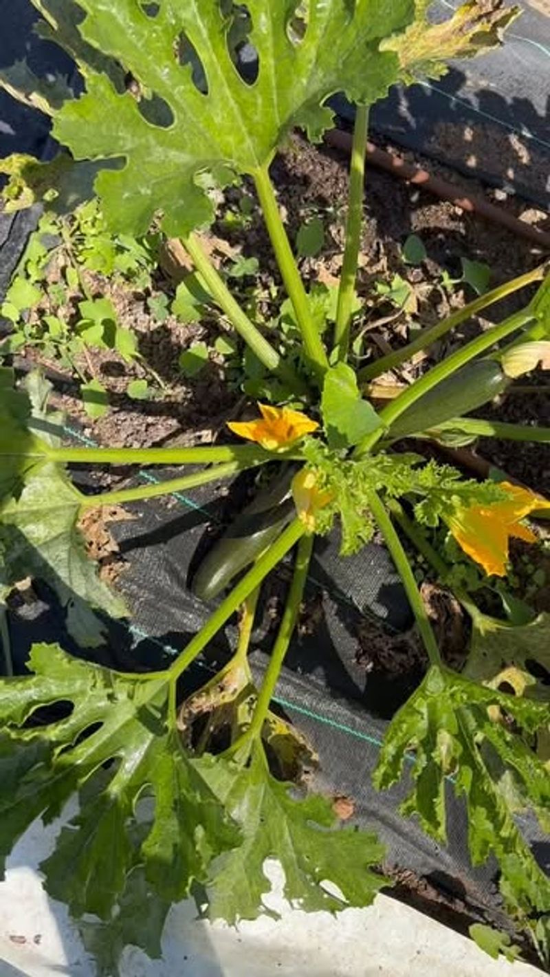 Zucchini Produces Fast Once The Weather Settles