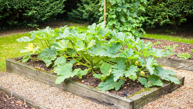 Zucchini Starts Strong In Late Spring