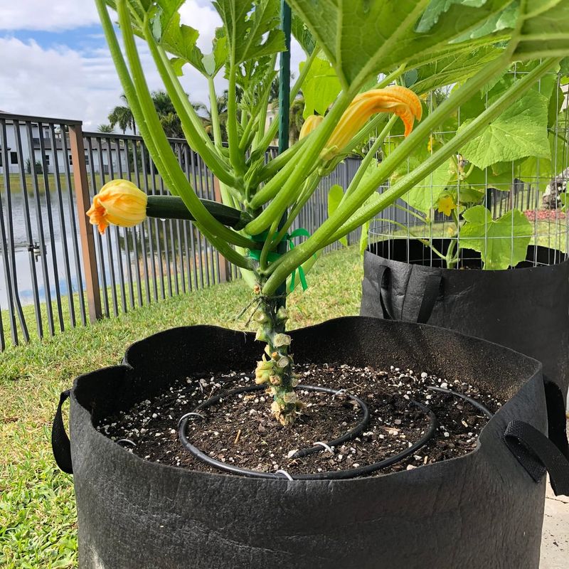 Zucchini