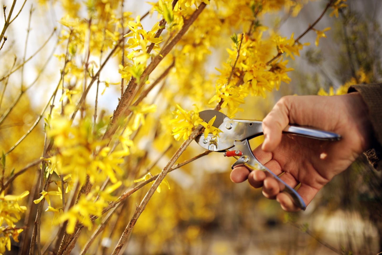 pruning forsythia